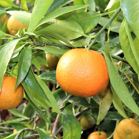 Tardivo-Clementine 'Tardivo'