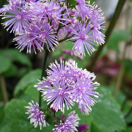 ChristophskrautblÃ¤ttrige Wiesenraute 'Perfume StarÂ®