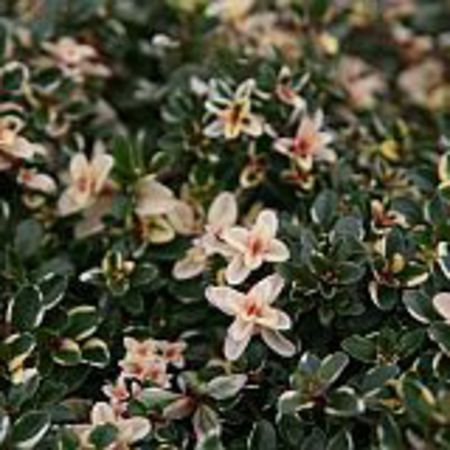 Thymus pulegioides 'Foxley'