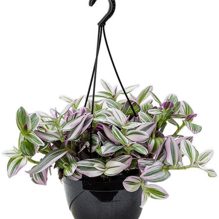 Tradescantia albiflora 'Nanouk'