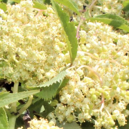 Traubenholunder 'Golden Lace'Â®