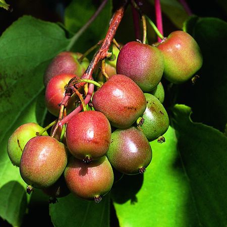 Minikiwi 'Geneva'
