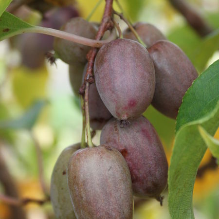 Minikiwi 'Purpurna'
