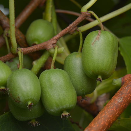 Minikiwi 'Vitikiwi'Â®