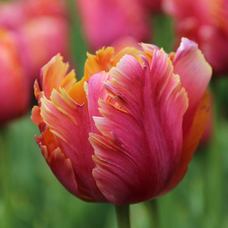 Papageien Tulpe 'Amazing Parrot'Â®