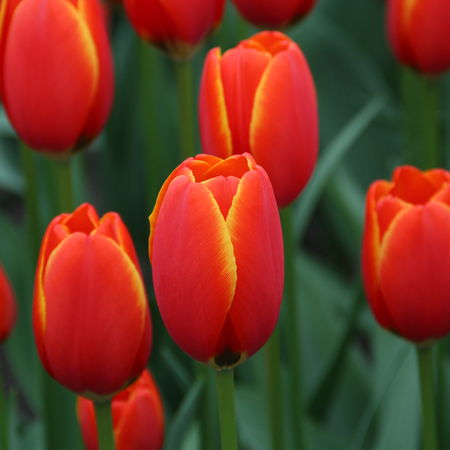 Darwin Tulpe 'Worlds Favourite'