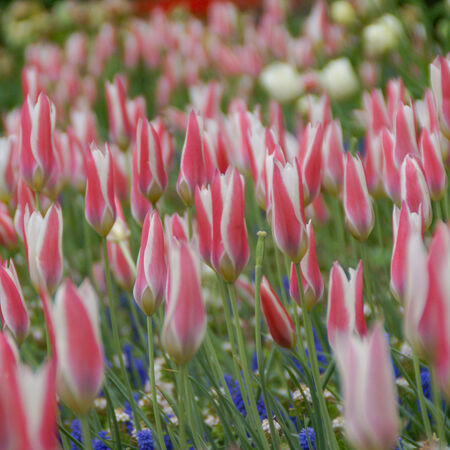Blumenzwiebel-Mischung 'Besondere Wildtulpen'