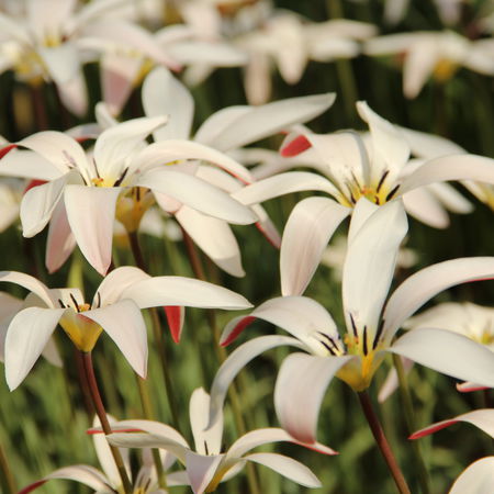 Wildtulpe clusiana var. stellata
