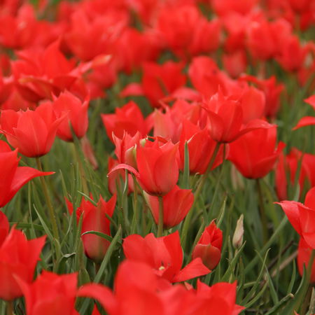 Wildtulpe linifolia