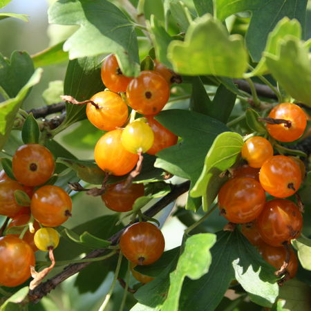 VierbeereÂ® OrangesseÂ®