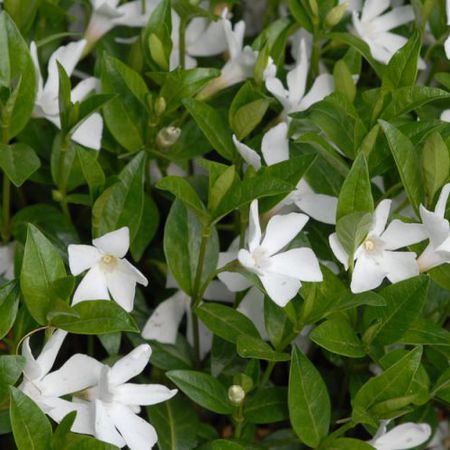 Vinca minor 'Alba'