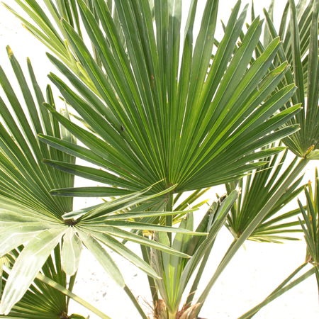 Wagners Hanfpalme