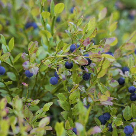 Waldheidelbeeren Sylvana
