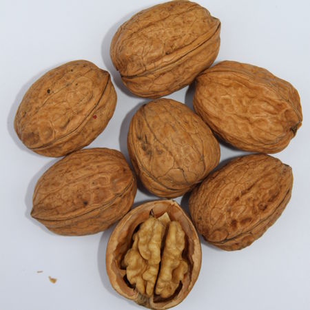 Walnuss Franquette