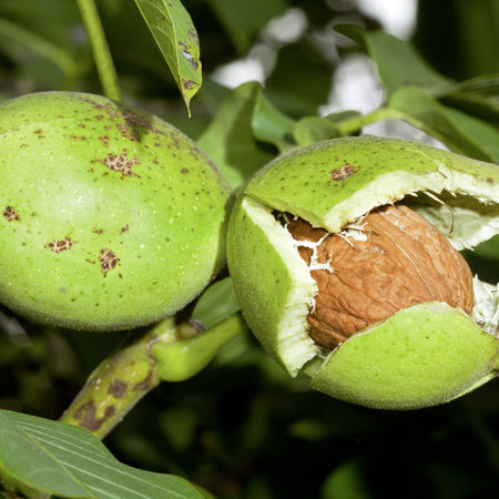 Walnuss Riesennuss Lange van Lod