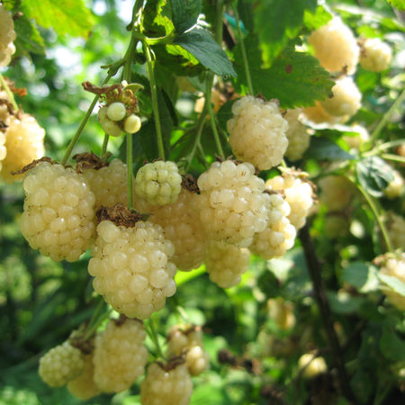 Weisse Brombeere PolarberryÂ®