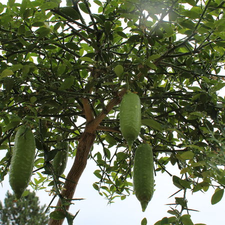 Weissfleischige Australische Fingerlimette