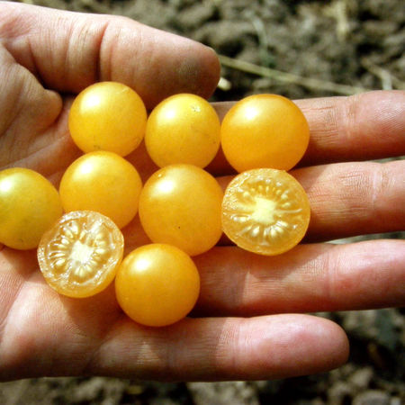 Wildtomate 'Golden Currant'