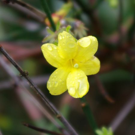 Winterjasmin