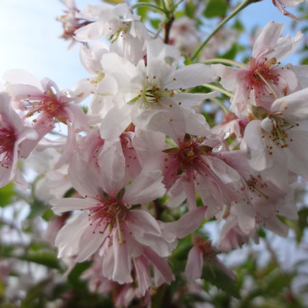 Winterkirsche, Japanische BlÃ¼tenkirsche 'Autumnalis'