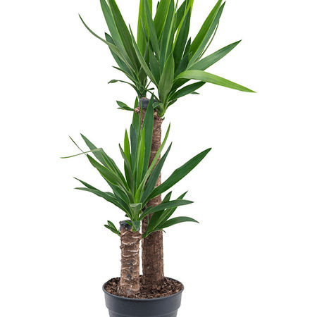 Yucca elephantipes