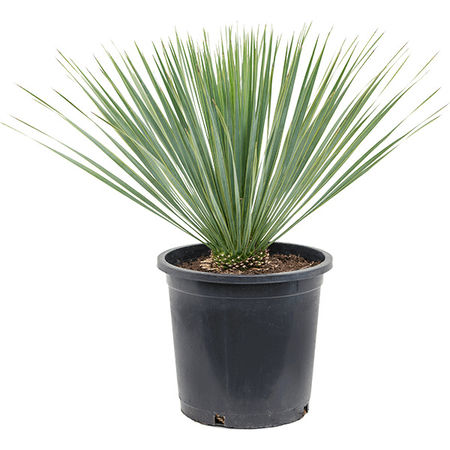 Yucca rostrata