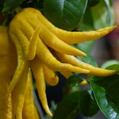 Zedratzitrone Buddha's Hand