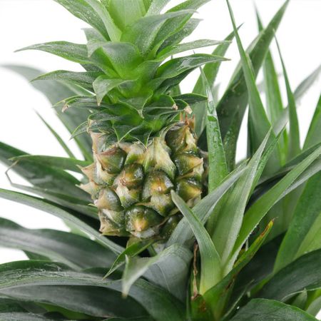 Ananaspflanze (Ananas comosus)