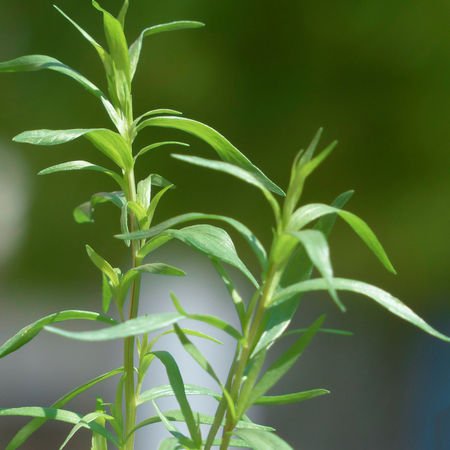 Artemisia dracunculus var. sativa (veg)
