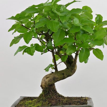 Liguster-Bonsai (Ligustrum Bonsai)