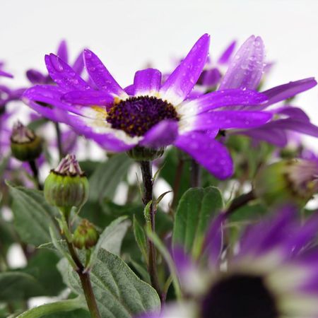 Aschenblume (Pericallis senetti)