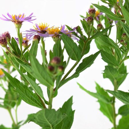 Aster (Aster ageratoides)