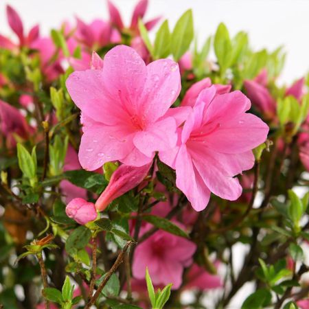 Azalee (Azalea japonica)