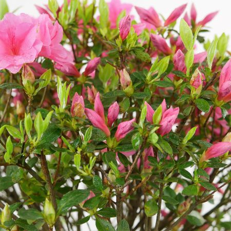 Azalee (Azalea japonica)