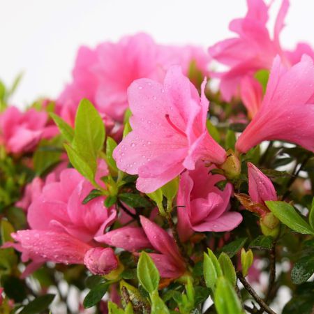 Azalee (Azalea japonica)