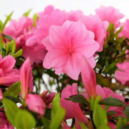 Azalee (Azalea japonica)