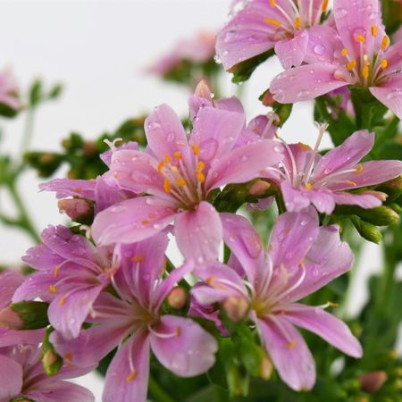 Bitterwuz (Lewisia)