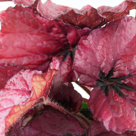 Blattbegonie (Begonia rex)