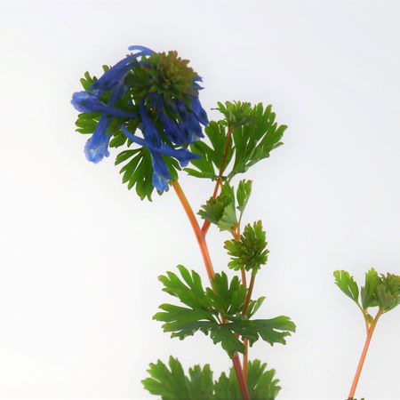 blauer Lerchensporn (Corydalis)