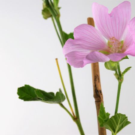 Buschmalve (Lavatera thuringiaca)