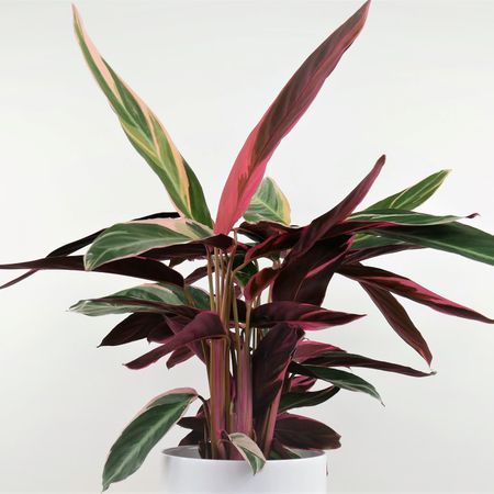 Calathea (Stromanthe sanguinea)