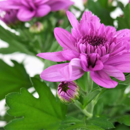 Chrysantheme (Chrysanthenum indicum)