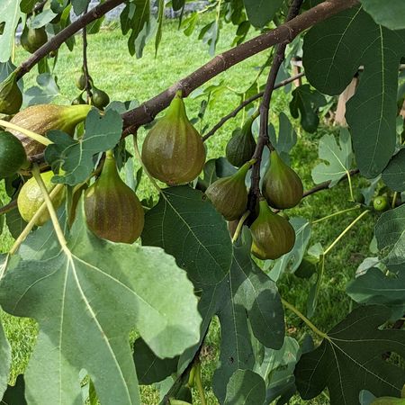 Feigenbaum GustisÂ® Morena