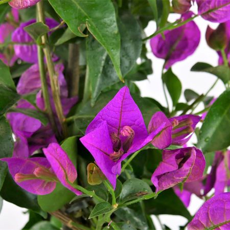 Drillingsblume (Bougainvillea glabra)