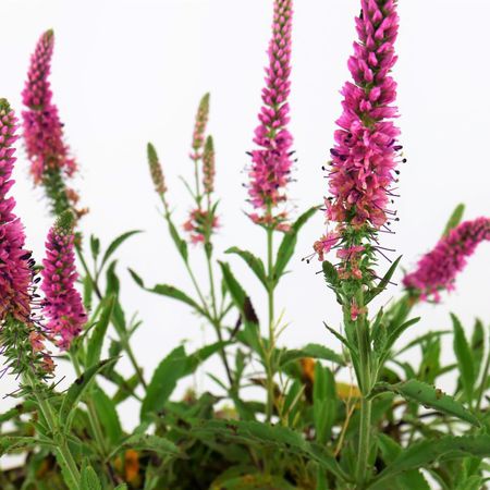 Ehrenpreis (Veronica spicata)