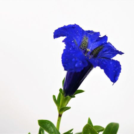 Frhlings-Enzian (Gentiana verna)