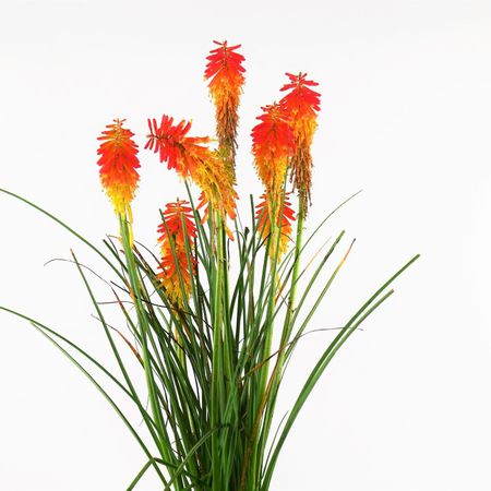 Fackellilie (Kniphofia uvaria)