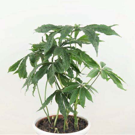 Falsche Hanf-Pflanze (Anthurium polyschistum Tweed)