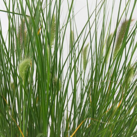 Federborstengras (Pennisetum alopecuroides)