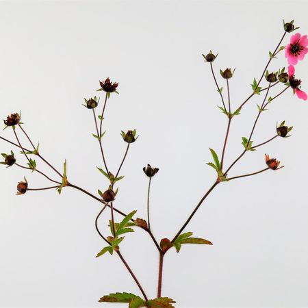 Fingerkruter (Potentilla)